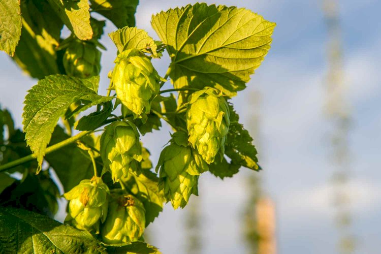 Cerveja com inovação: Grupo Petrópolis busca o lúpulo perfeito