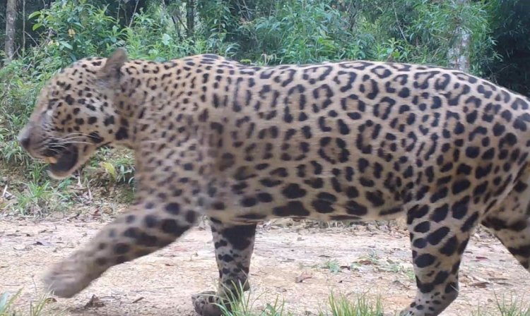 Onças-pintadas com filhotes são encontradas na Serra do Mar paranaense