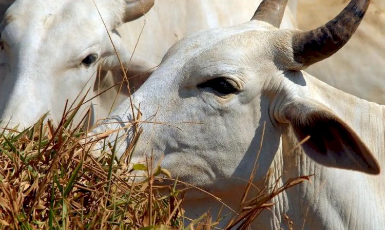 Brasil regula abate e processamento de animais para mercado religioso